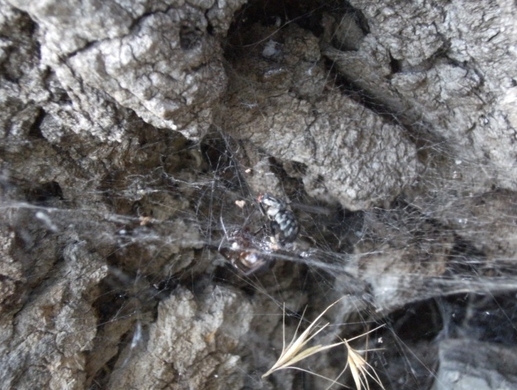 Steatoda sospettosa